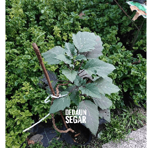 Anak Pokok Kecubung - Image 1