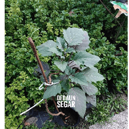 Anak Pokok Kecubung - Thumbnail 1