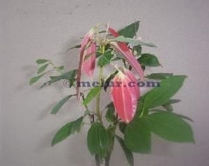 ABO-Anak Pokok Kayu Manis Ceylon - Image 1