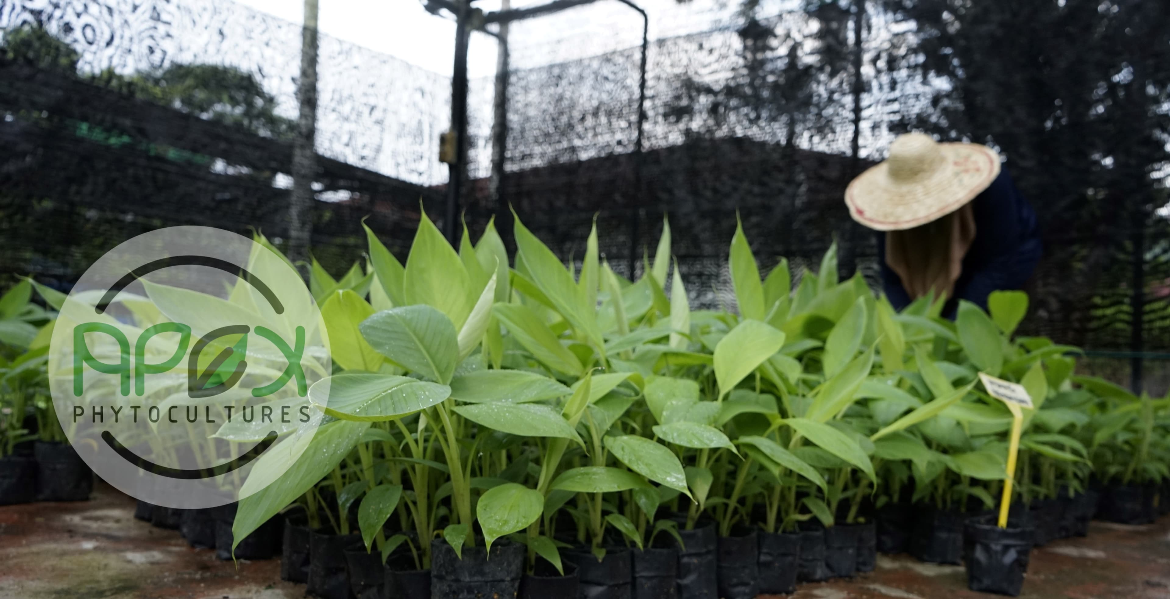 Anak benih pisang kultur tisu