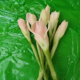 BUNGA KANTAN - Thumbnail 1