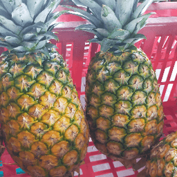 Nenas MD2 - Thumbnail 1