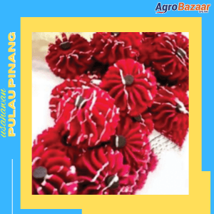 Samperit Red Velvet - Big - Image 1