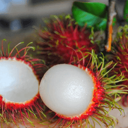 Anak Pokok Rambutan R191 Anak Sekolah Nephelium lappaceum Rong Rien - Thumbnail 2