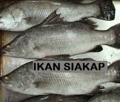 3 EKOR IKAN SIAKAP