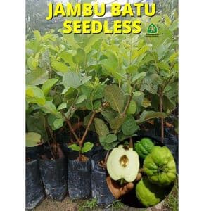POKOK JAMBU BATU LOHAN SEEDLESS - Image 1