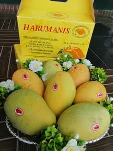 HARUMANIS PERLIS PREMIUM - Thumbnail 2