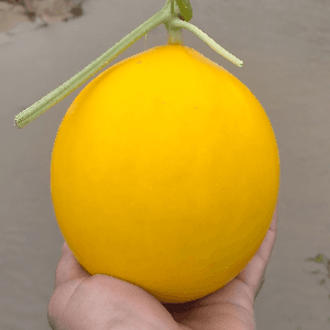 Melon Manis Terengganu - Image 1