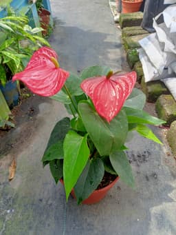 Pokok anturium - Thumbnail 1