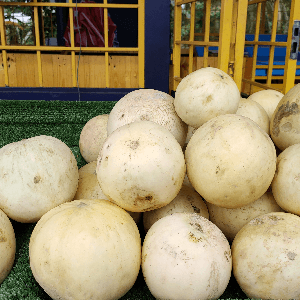 Tembikai Susu tempatan