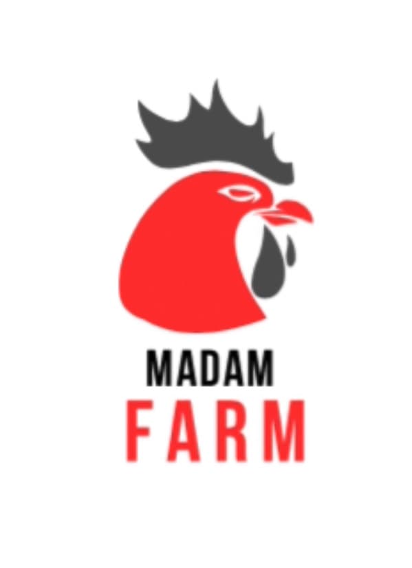 Ayam kampung hidup - Image 1