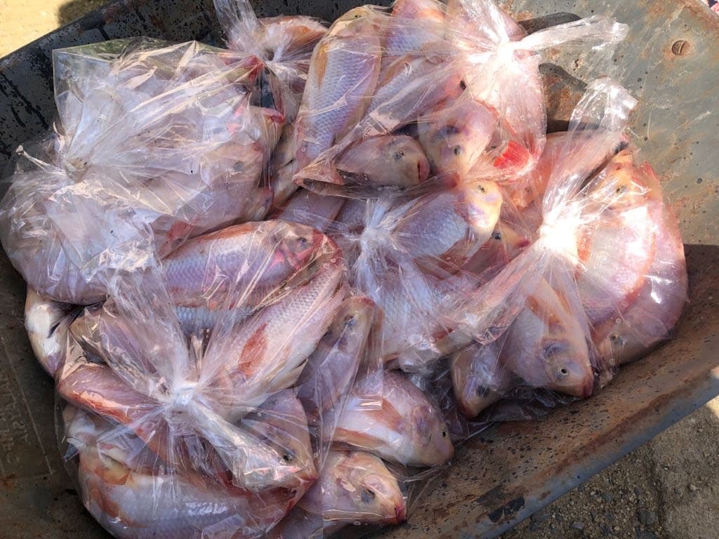 Ikan Tilapia Merah - Image 1