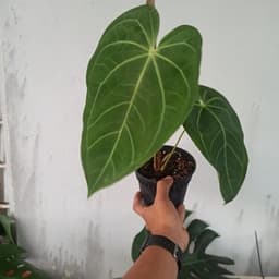 Anthurium Norte - Thumbnail 1