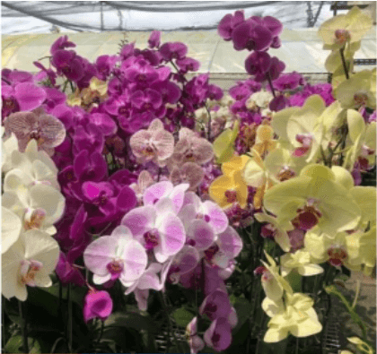 Baby orkid butterfly. Orkid phalaenopsis butterfly. Saiz anak dalam pasu 1 inch