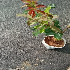 pokok bunga ros - Image 1