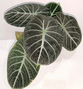 Alocasia Black Velvet Ninja - Image 1