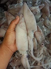 sotong segar fresh - Thumbnail 1