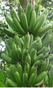 pisang nangka - Image 1