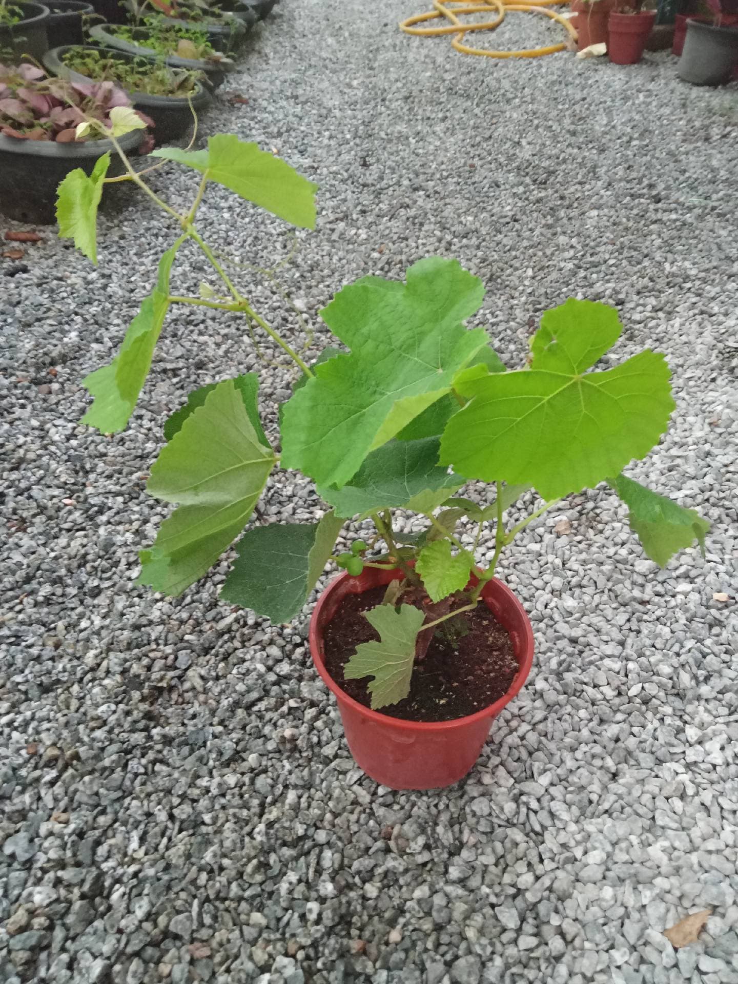 Pokok anggur