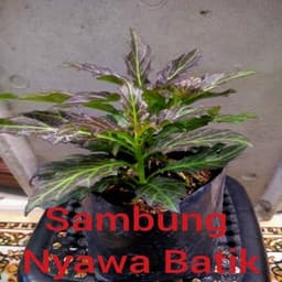 Self Pick-up - Pokok Sambung Nyawa Batik - Thumbnail 1