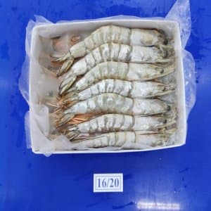 White Prawn - Image 1