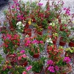 SET KOMBO 2 Pokok Bunga Kertas (jenis gantung/tegak) - Thumbnail 2