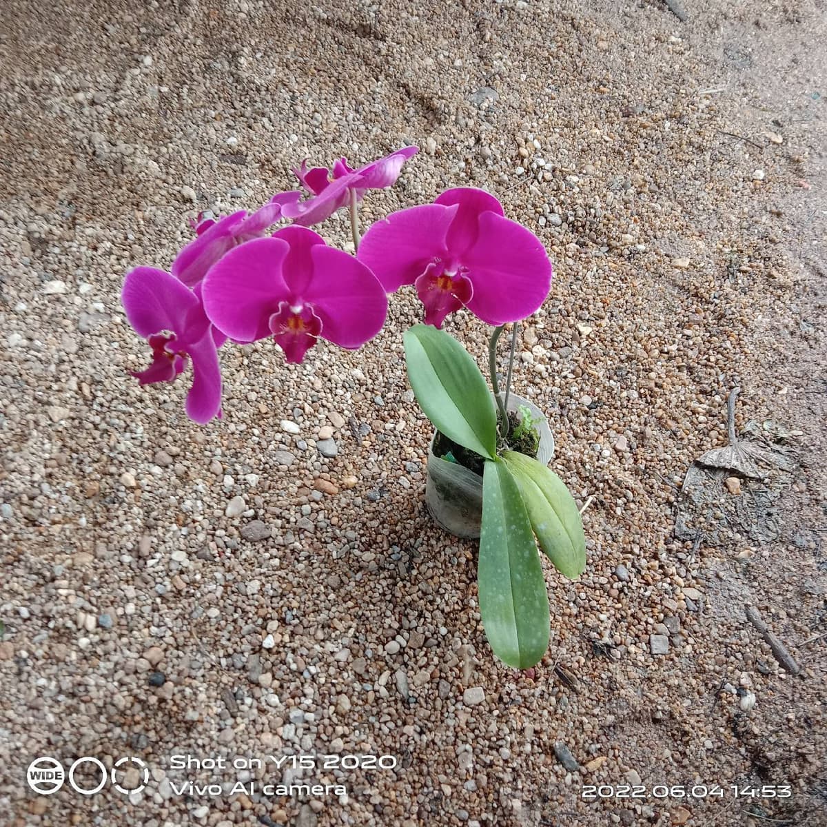 orkid butterfly - Image 1