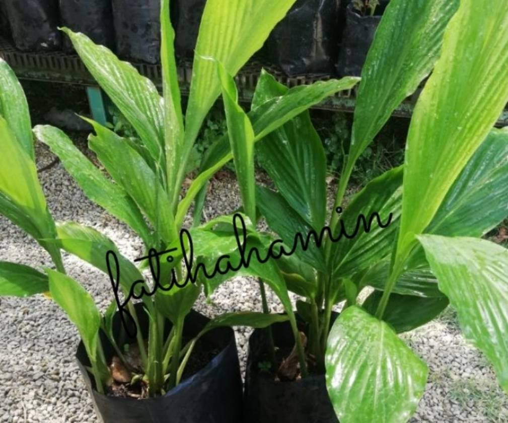 anak pokok kesing/cemomok - Image 1