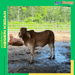 LEMBU JANTAN ( 350 KG ) - Thumbnail 1