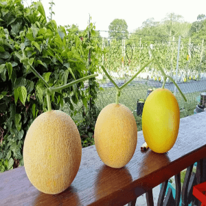 Rock Melon - Image 1