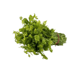 PUCUK PAKU KAMPUNG SEIKAT - Thumbnail 1