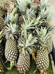 Nanas morris (4biji)