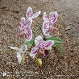 orkid butterfly - Thumbnail 2