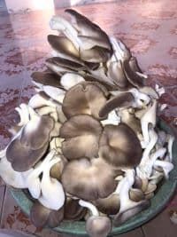 CENDAWAN TIRAM KELABU - Thumbnail 2