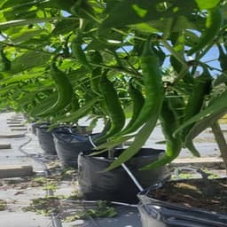 CILI HIJAU - Thumbnail 1