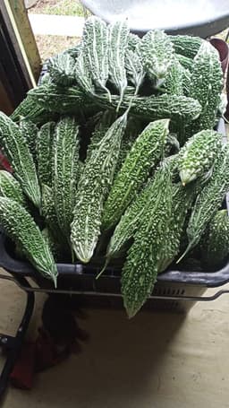 Peria bangla - Thumbnail 1