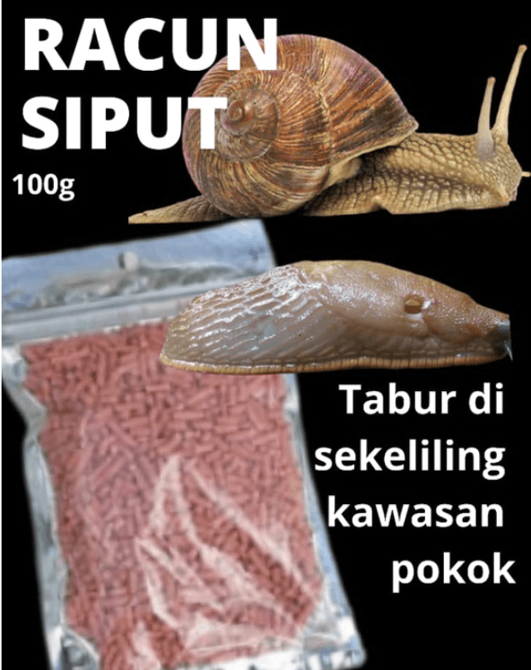 Racun Siput Babi. 100g Per Packet - Image 1