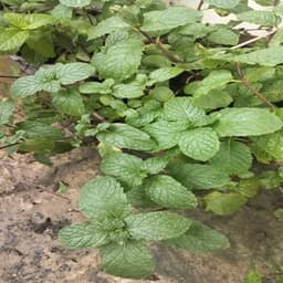 PUDINA - Thumbnail 1