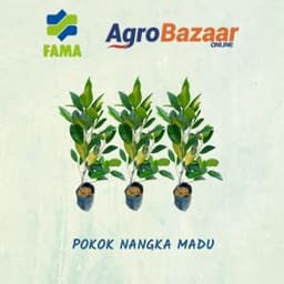 Anak Pokok Nangka Madu J33 - Thumbnail 2