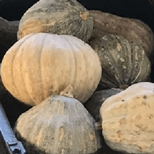 Labu Manis - Image 1