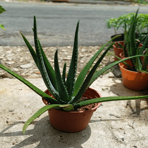 Alovera Giant - Image 1