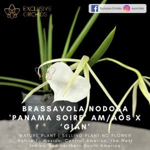 Brassavola Nodosa "Panama Soire" AM/AOS x "Gian" - Image 1
