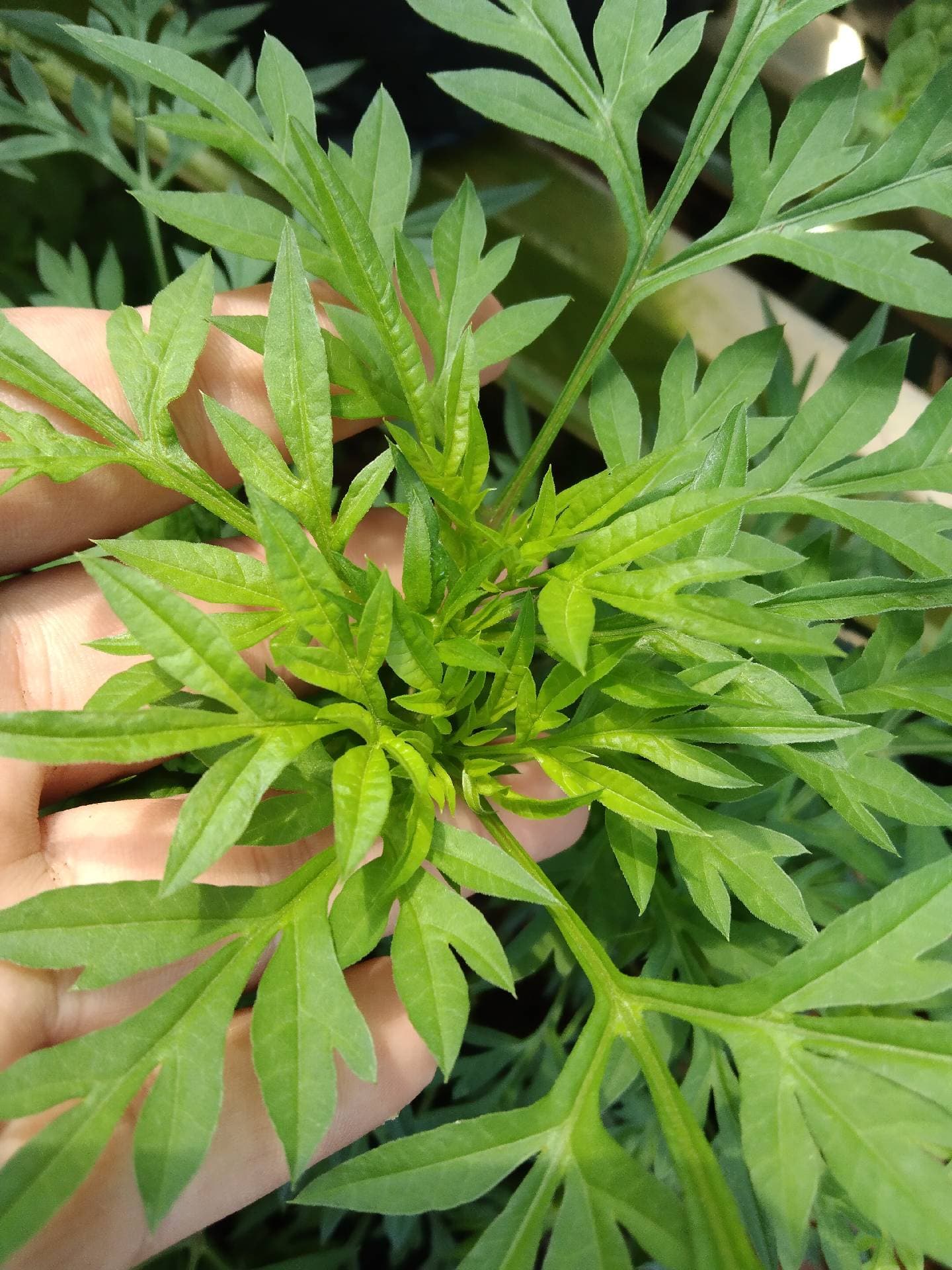 anak pokok ulam raja