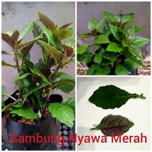 Self Pick-up - Pokok Sambung Nyawa Merah