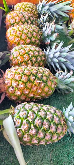 Nenas MD2 - Thumbnail 2