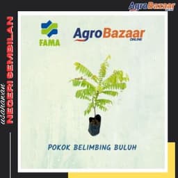 Anak Pokok Belimbing Buluh - Thumbnail 1
