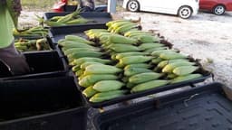 Jagung Manis KoKhairat - Thumbnail 2