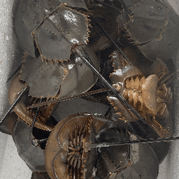 BELANGKAS BAKAR - Thumbnail 1