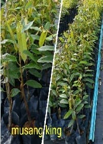 ANAK POKOK MUSANG KING - Image 1