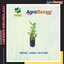 Anak Pokok Limau Kasturi - Thumbnail 1